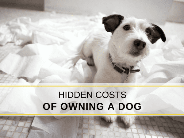 Hidden Costs Of Owning A Dog