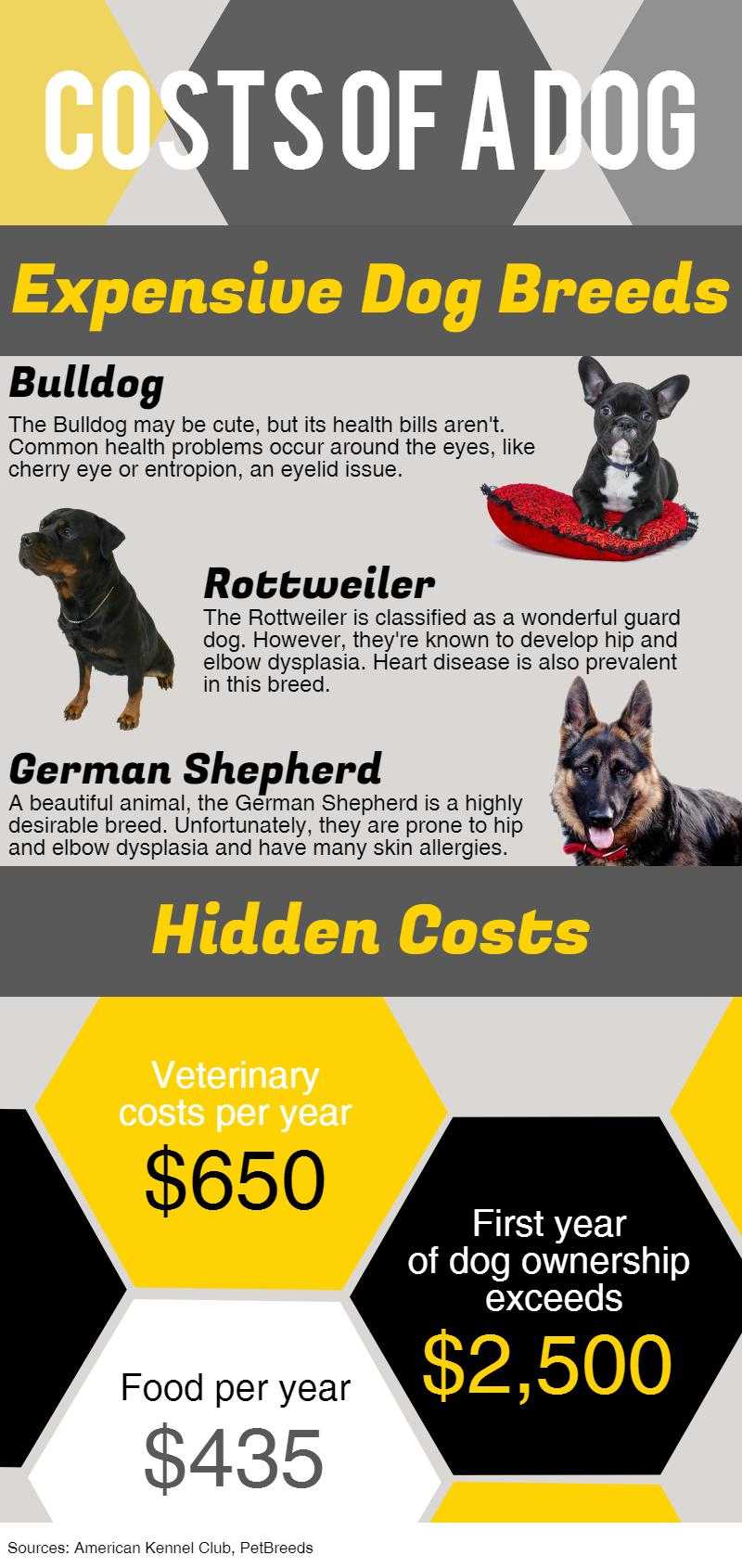 Cost of a dog infographic 
