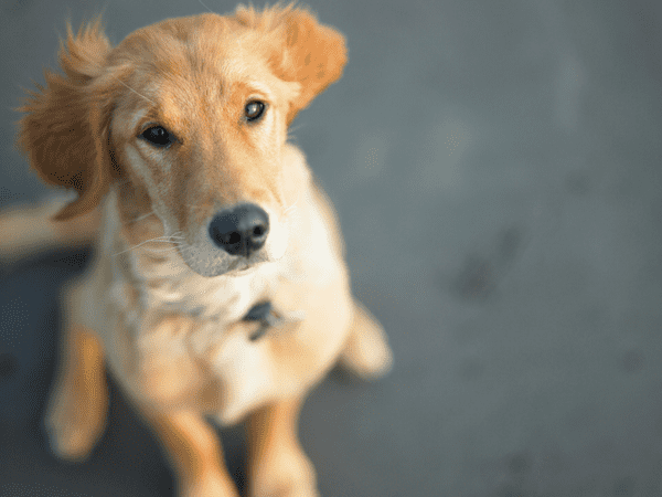 Dog looking up at their owner