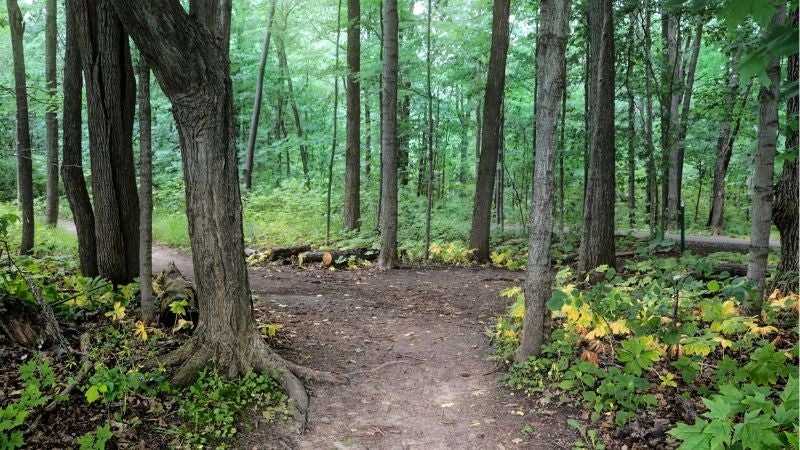 Forest trail at the Blandford Nature Center in Grand Rapids, Michigan.