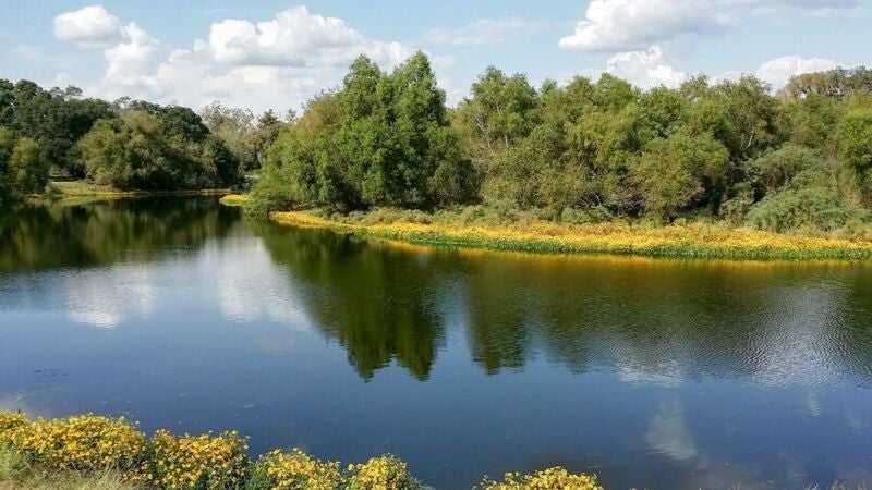 Bankside view of Elm Lake in Brazos Bend State Park near Needville, Texas.