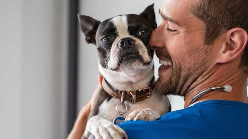 Happy veterinarian holding a dog 