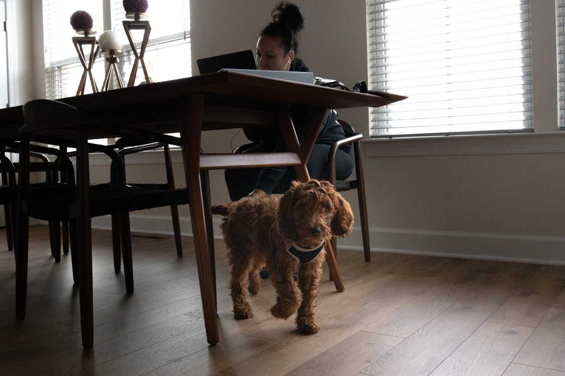 A woman working from home and her dog walking under the table